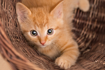 Fototapeta na wymiar Lovely ginger kitten in wicker basket. Domestic cat eight weeks old. Felis silvestris catus. Small tabby kitty. Face close-up. Eye contact. Innocent little pet looking at camera. Small depth of field.