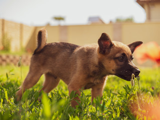 Small brown puppy in the garden. A little puppy is playing with a toy on the grass. Sun, dog and garden.