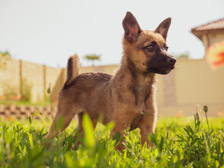 Small brown puppy in the garden. A little puppy is playing with a toy on the grass. Sun, dog and garden.