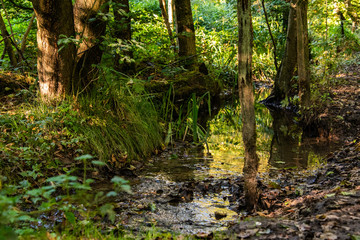 Obraz premium Waldbach