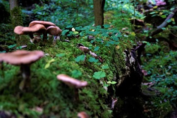 Some mushrooms on tree trunk with moss and clover