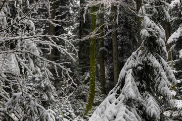 verschneiter Wald