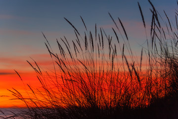 Bright sunset with grass in the foreground on the beach in natural park Maremma in Tuscany, Italy