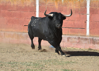 bull