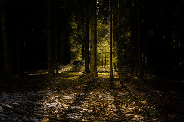 Fototapeta premium Sonnenuntergang im Wald