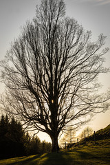 großer Baum zum Sonnenuntergang