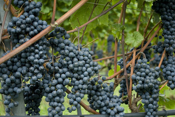 plants full of clusters of blue and red grapes, ready to be harvested during harvest, to produce Merlot wine, lake of Garda, autumn, Alps, Lombardy, Italy