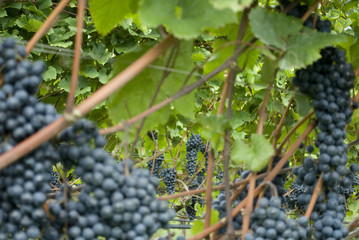 plants full of clusters of blue and red grapes, ready to be harvested during harvest, to produce Merlot wine, lake of Garda, autumn, Alps, Lombardy, Italy