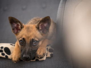 Small brown puppy sitting on a couch. Small dog sitting on a couch.