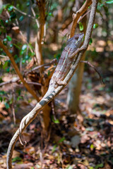 A chameleon blending with the colours of a branch, Madagascar.