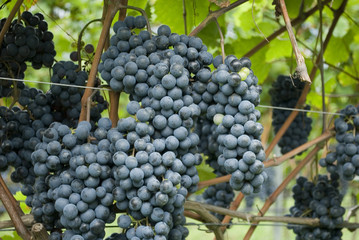 plants full of clusters of blue and red grapes, ready to be harvested during harvest, to produce Merlot wine, lake of Garda, autumn, Alps, Lombardy, Italy