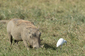 Wild pig eating