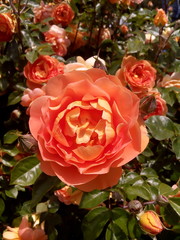 flowering rose bush