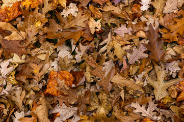 Wet fallen leaves blanket ground