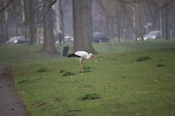 stork on green grass