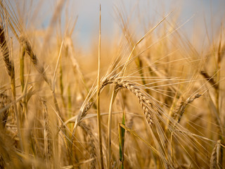Golden hour and field with grain. Grain closeup.