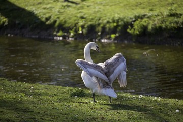 swan and cygnets