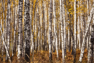 Fototapeta na wymiar Thick forest of birch trees in the fall in Krasnoyarsk.