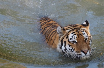 Fototapeta na wymiar Sibirischer Tiger