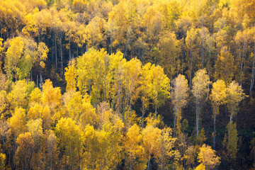 Fototapeta premium A top view of colourful forest trees in the autumn season. Krasnoyarsk region, Russia.