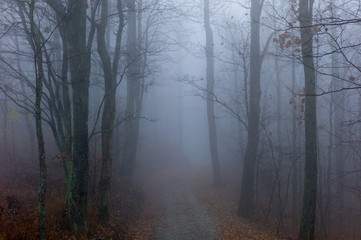Gravel road in foggy forest