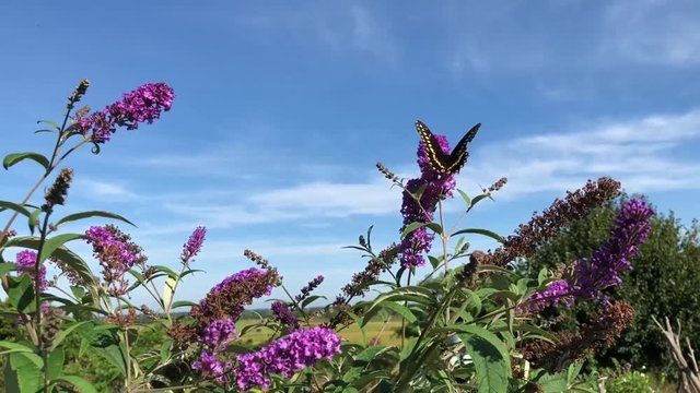 Butterfly landing and feeding on lilac flowers on a summer afternoon with light breeze, with sounds of stream and cicadas