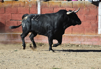 big bull in spain