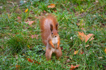 Curious red squirrel on the grass in the park. Animals