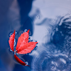 Beautiful red autumn leaf fell into the water in the autumn rain
