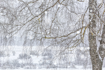 Winter landscape with a snow-covered birch