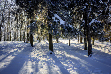 Morning winter frosty landscape in the park. Winter landscape. Severe frost, snowy trees, sunny...
