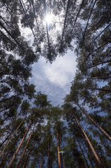 from forest clearing view on summer sky
