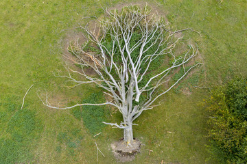 Oak tree uprooted aerial