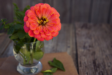 Bouquet of zinnia flowers on rustic wooden table. Copy space.