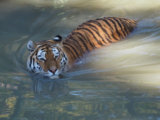 Sibirischer Tiger