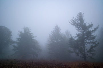 Obraz na płótnie Canvas Trees in foggy country field