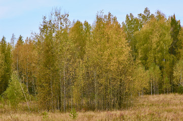 Fototapeta na wymiar Осенний пейзаж Одинокие стога, скирды сена, одинокие кусты и деревья, скошенные поля и осенний лес с желтой листвой на заднем плане.