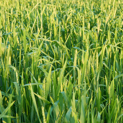 Ears of green wheat. The light of the setting sun