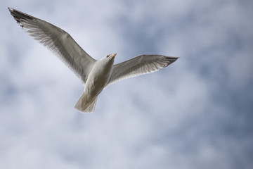 Herring Gull in flight