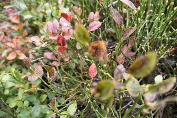 detail of blueberry bush in autumn