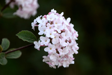 Viburnum bodnantense tree branch blossom	