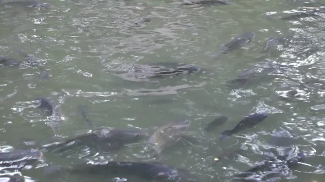 A group of fish in the water