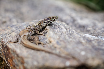 Close up of lizard in process of shedding its skin