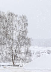 Obraz premium Winter landscape with a snow-covered birch and snowdrift