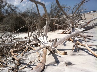 driftwood beach 