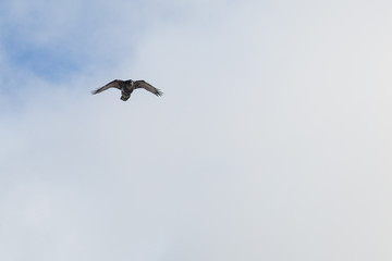 Raven on a Mountain