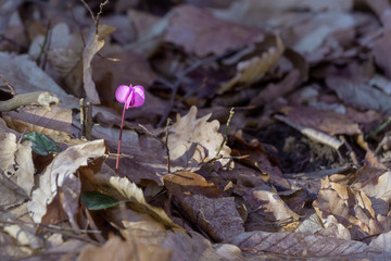Summer wild flowers summer.