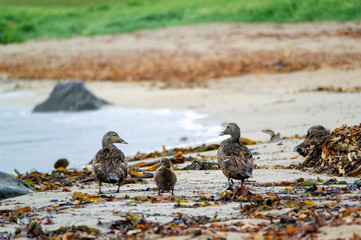 A small duckling walking with its parents as a family on a coast