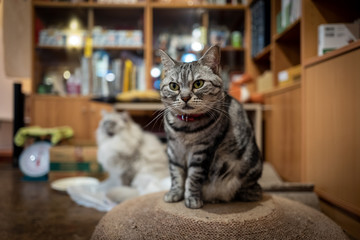 cat in cat cafe in Taipei, Taiwan.