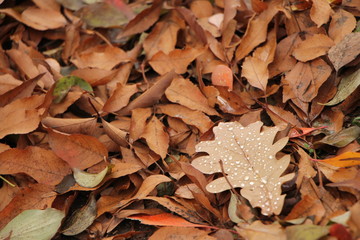 Autumn is here